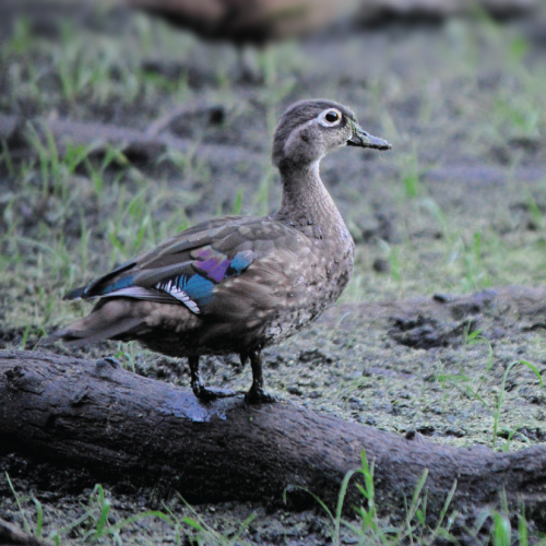 Wood Duck on a log